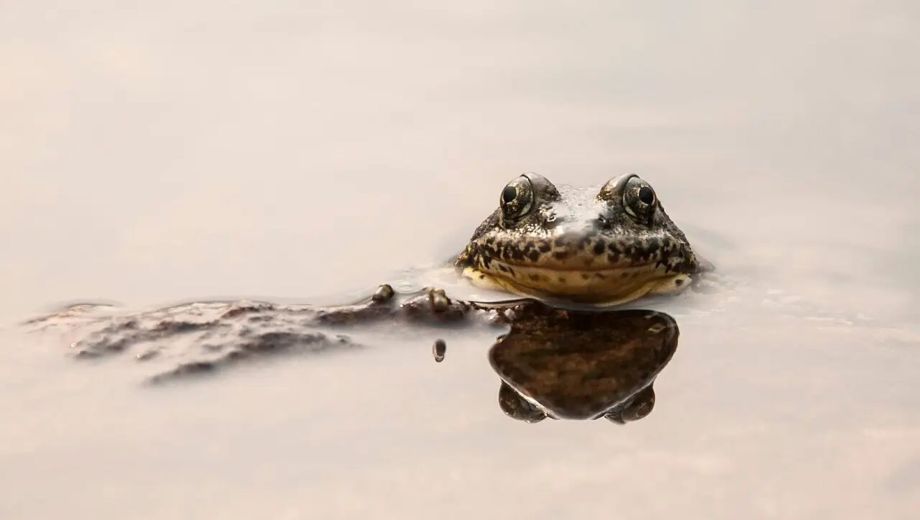 El plan del Acuario del Pacífico que salvó a más de 1.000 ranas de la extinción