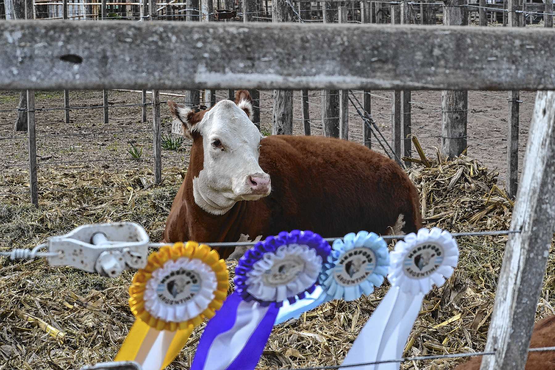 Inauguró la 49° Expo Ganadera en Río Colorado con más de 100 reproductores