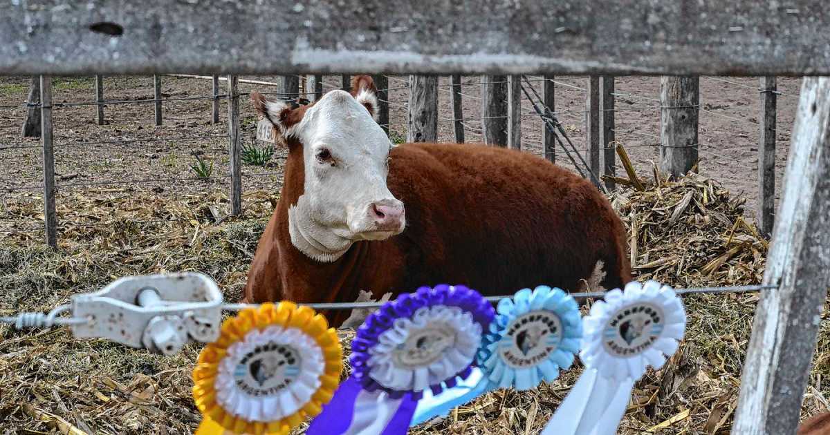 Inauguró la 49° Expo Ganadera en Río Colorado con más de 100 reproductores