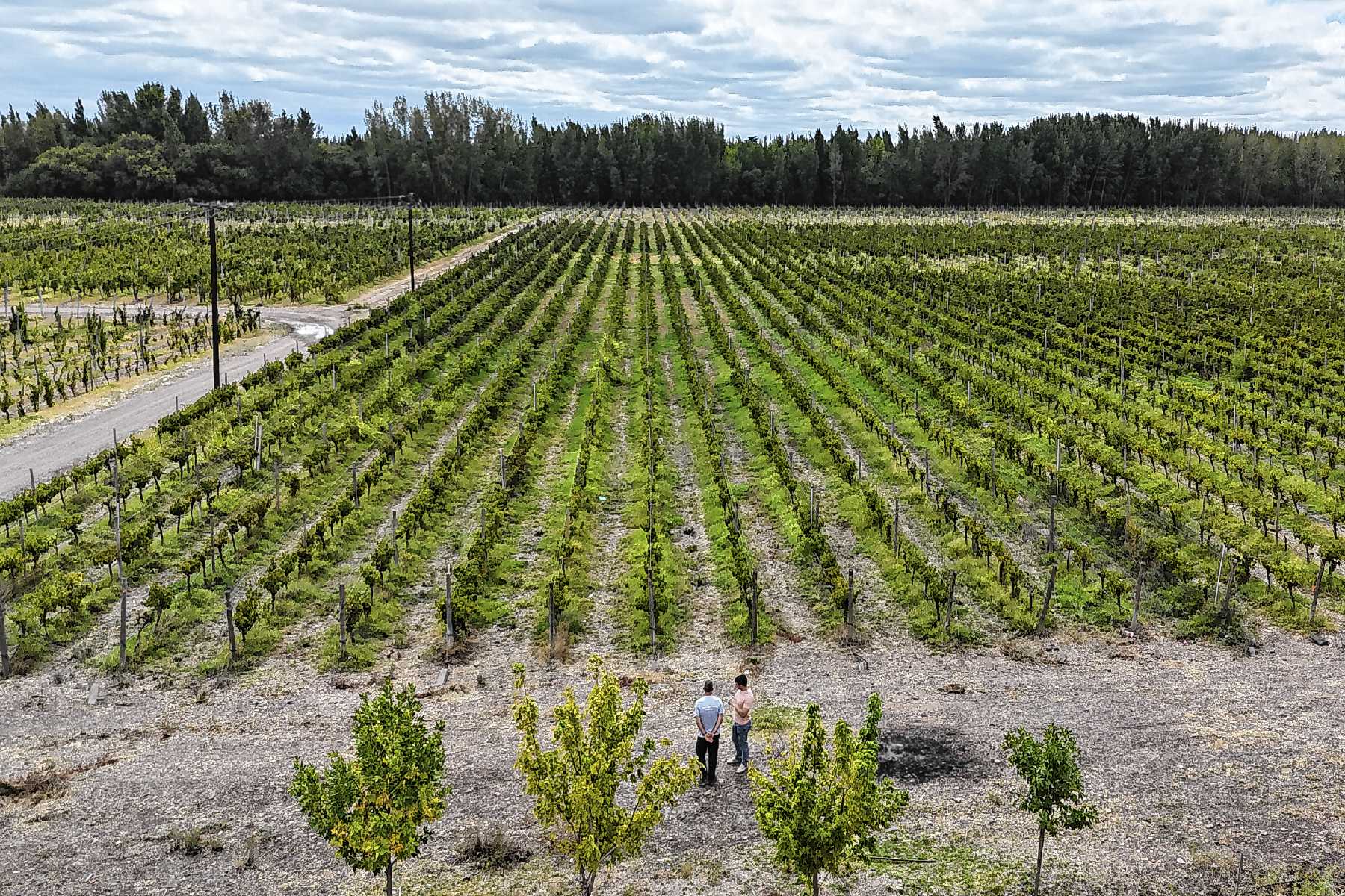 El vino rionegrino tuvo el precio de exportación más alto del país en 2025