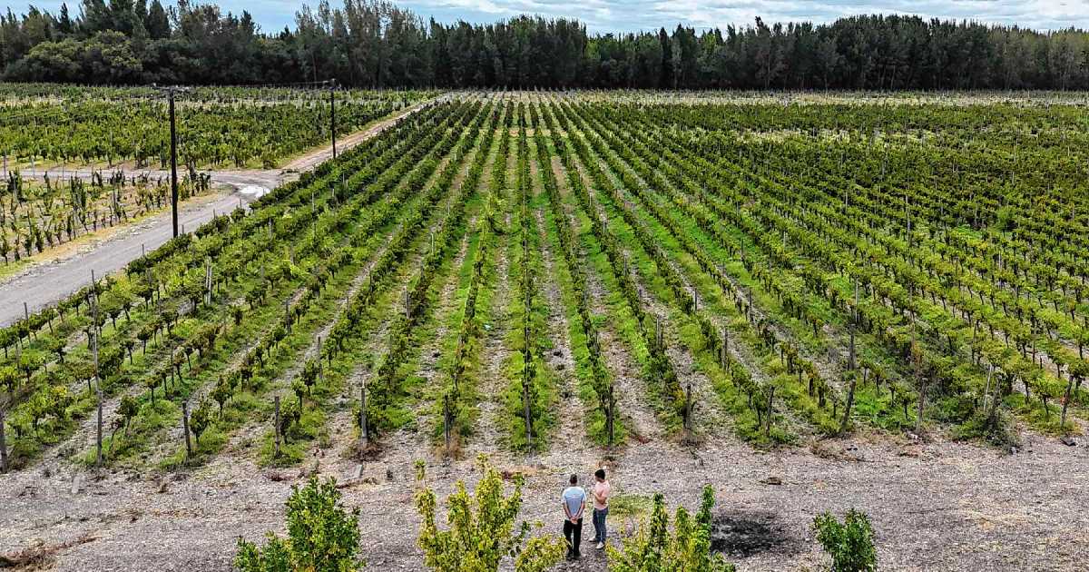 El vino rionegrino tuvo el precio de exportación más alto del país en 2025