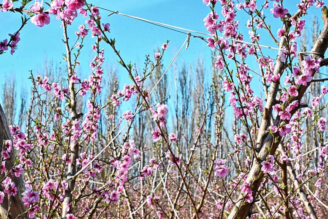 Floración de frutales de carozo en el Alto Valle. Foto: Franco Urchipía.