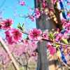 Imagen de La primavera vuelve a pintar de blanco y rosa las chacras de los valles y renueva la esperanza para una nueva temporada frutícola en la Patagonia
