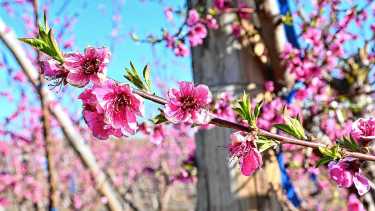 La primavera vuelve a pintar de blanco y rosa las chacras de los valles y renueva la esperanza para una nueva temporada frutícola en la Patagonia