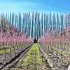 Imagen de La primavera vuelve a pintar de blanco y rosa las chacras de los valles y renueva la esperanza para una nueva temporada frutícola en la Patagonia