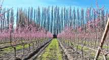 Imagen de La primavera vuelve a pintar de blanco y rosa las chacras de los valles y renueva la esperanza para una nueva temporada frutícola en la Patagonia