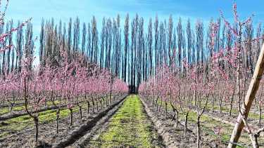 La primavera vuelve a pintar de blanco y rosa las chacras de los valles y renueva la esperanza para una nueva temporada frutícola en la Patagonia