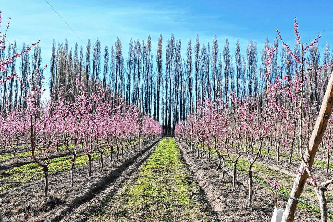 Floración de frutales de carozo en el Alto Valle. Foto: Franco Urchipía.