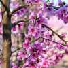 Imagen de ¡Hoy empieza la primavera en Argentina!: a qué hora exacta será el equinoccio de septiembre 2026