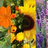 Imagen de Qué plantar en primavera para llenar de flores y color el jardín