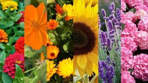 Qué plantar en primavera para llenar de flores y color el jardín