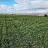 Imagen de El Niño se fortalece y anticipa una campaña agrícola con más agua y riesgos