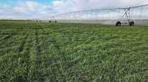 Imagen de El Niño se fortalece y anticipa una campaña agrícola con más agua y riesgos