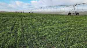 El Niño se fortalece y anticipa una campaña agrícola con más agua y riesgos