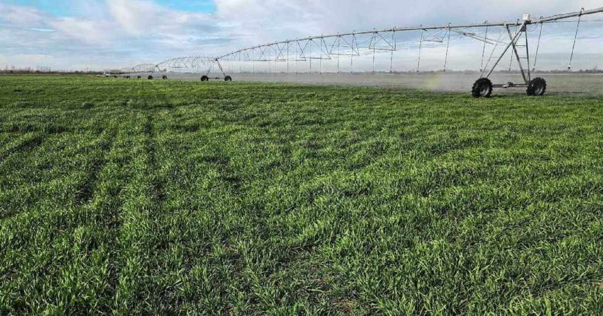 El Niño se intensifica y prevé una campaña agrícola con más lluvias y amenazas