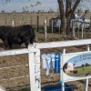 Imagen de Expo Rural de Conesa: los reproductores alcanzaron valores de hasta $25 millones en el remate