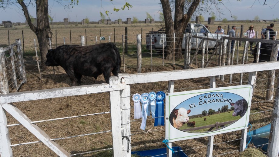  Gran Campeón Puro de Pedigree de Cabaña El Carancho, de Daniel Garciarena. Foto: Luciano Cutrera.