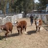 Imagen de Hereford, una raza que crece en la Patagonia y pisa fuerte en General Conesa