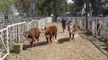 Imagen de Hereford, una raza que crece en la Patagonia y pisa fuerte en General Conesa