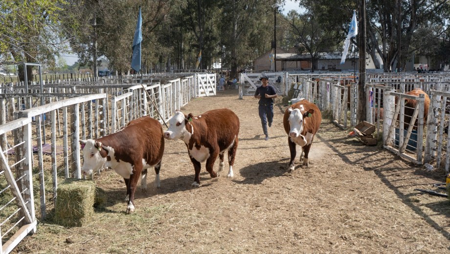 Intensa actividad en los corrales de Conesa durante la Jura de Hereford. Foto: Luciano Cutrera.