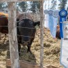 Imagen de Expo Rural de Conesa: los reproductores alcanzaron valores de hasta $25 millones en el remate