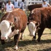 Imagen de Expo Rural de Conesa: Angus y Hereford ya tienen sus grandes campeones y así continúa la jornada
