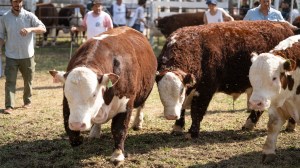 Expo Rural de Conesa: Angus y Hereford ya tienen sus grandes campeones y así continúa la jornada