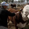 Imagen de 37° Expo Rural de Conesa y 14° Expo Nacional Patagónica de Hereford: una ganadería que busca animales cada vez más funcionales