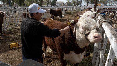 37° Expo Rural de Conesa y 14° Expo Nacional Patagónica de Hereford: una ganadería que busca animales cada vez más funcionales