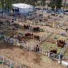 Imagen de La 37° Expo Rural de Conesa y 14° Expo Nacional Patagónica Hereford ya se viven en los corrales del predio