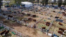Imagen de La 37° Expo Rural de Conesa y 14° Expo Nacional Patagónica Hereford ya se viven en los corrales del predio