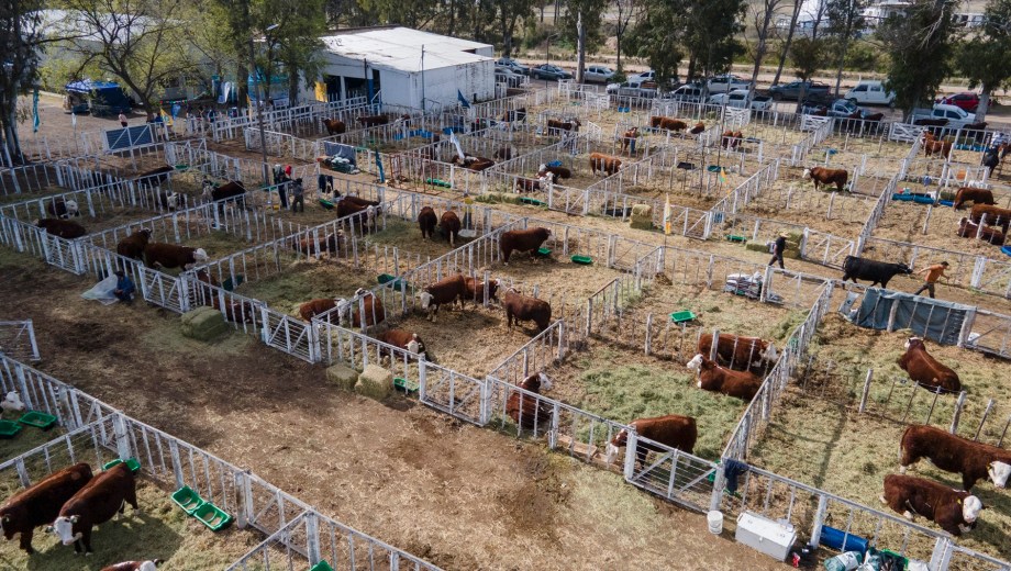 37° Exposición Rural de Conesa y 14° Exposición Nacional Patagónica de Hereford.