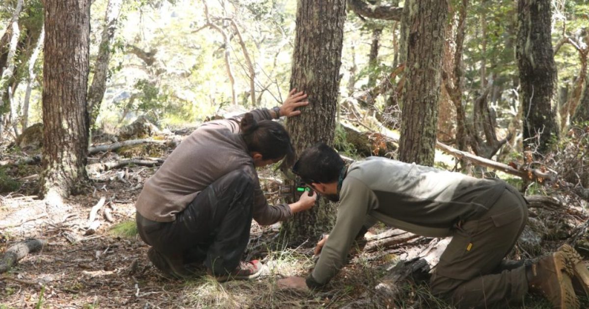 Científicos de Bariloche se suman a red internacional para monitorear fauna