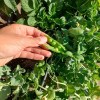 Imagen de Una huerta agroecológica para diversificar los campos de la estepa