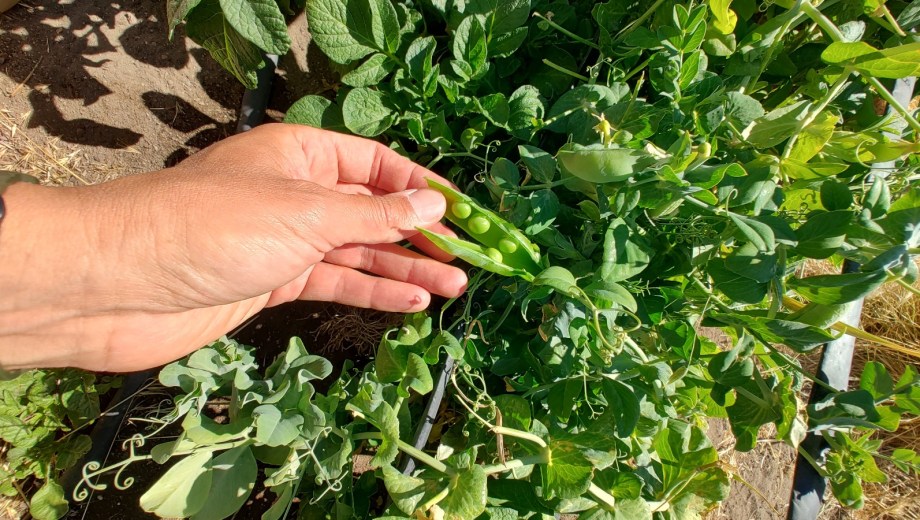 Cada producto que sale de la huerta es un logro y un aprendizaje.