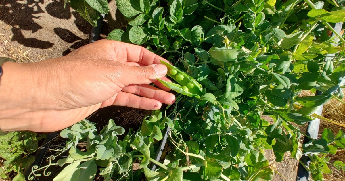 Desarrollo de una huerta agroecológica en la estepa patagónica