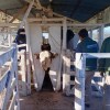 Imagen de La 49° Exposición Rural de Río Colorado ya comenzó a llenar los corrales y prepara un fin de semana con muchas actividades