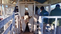 Imagen de La 49° Exposición Rural de Río Colorado ya comenzó a llenar los corrales y prepara un fin de semana con muchas actividades