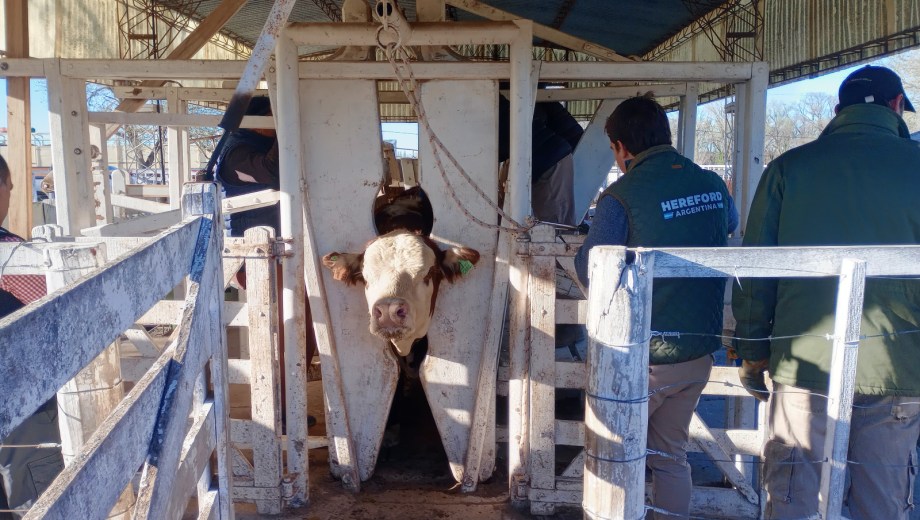Tareas de admisión en el predio de la Sociedad Rural de Río Colorado.