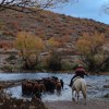 Imagen de Un puñado de animales, muchas ganas de crecer y una visión comercial que ayuda a pequeños crianceros, así es el corazón de este campo familiar en Aluminé