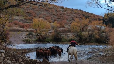Un puñado de animales, muchas ganas de crecer y una visión comercial que ayuda a pequeños crianceros en la Patagonia, así es el corazón de este campo familiar en Aluminé