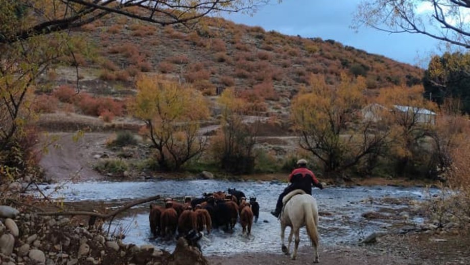 El campo Pulmarí Lolen, de la familia Benigar.