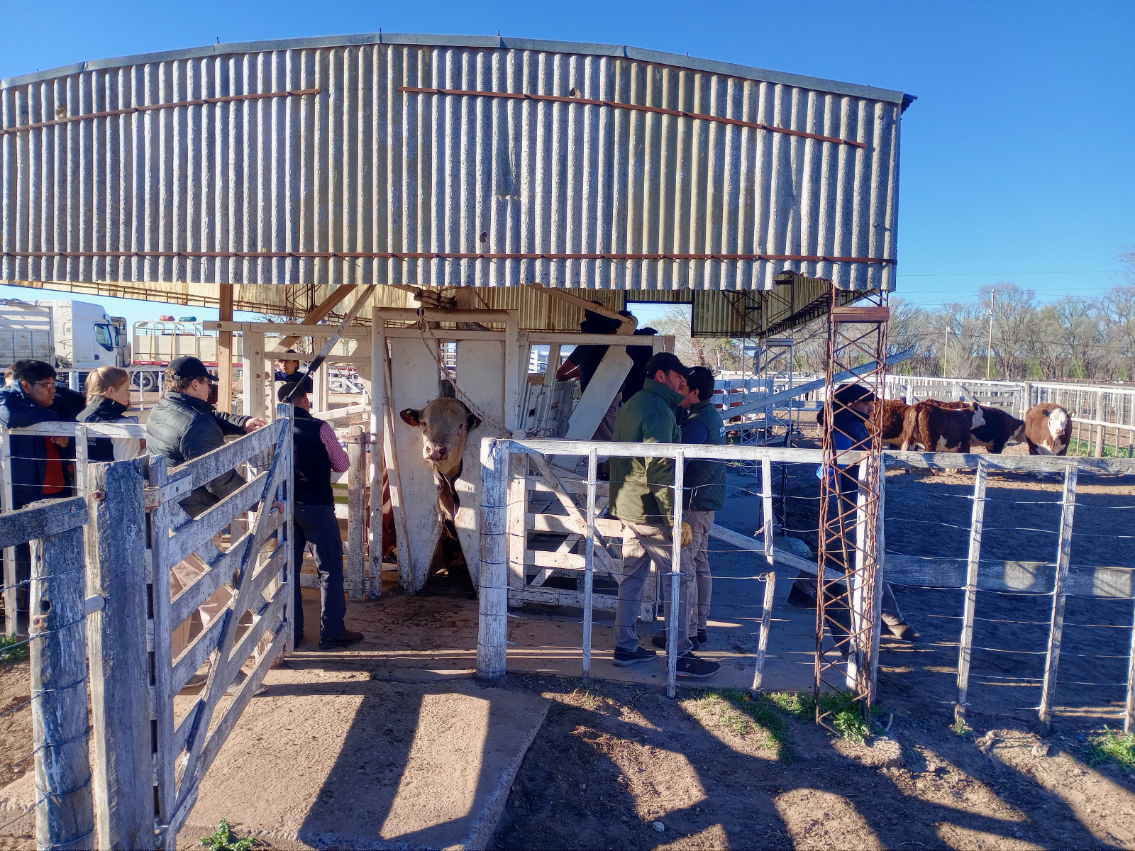 Inicia el circuito de exposiciones rurales en Río Colorado con la ganadería patagónica