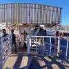 Imagen de Lo mejor de la ganadería de la Patagonia se muestra en Río Colorado, en el inicio del circuito de exposiciones rurales en Río Negro