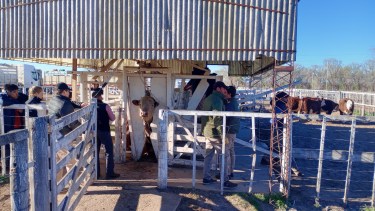 Lo mejor de la ganadería de la Patagonia se muestra en Río Colorado, en el inicio del circuito de exposiciones rurales en Río Negro