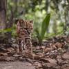 Imagen de Hito para la ciencia: descubrieron una nueva especie de felino en Sudamérica tras más de un siglo