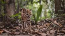 Imagen de Descubrieron en Sudamérica una nueva especie de felino: no ocurría desde 1923