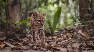 Descubrieron en Sudamérica una nueva especie de felino: no ocurría desde 1923