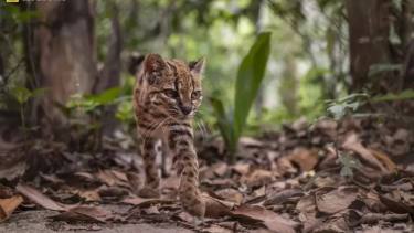 Descubrieron en Sudamérica una nueva especie de felino: no ocurría desde 1923
