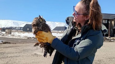 Apareció semisumergido en un arroyo de Caviahue y el gesto de un vecino le salvó la vida